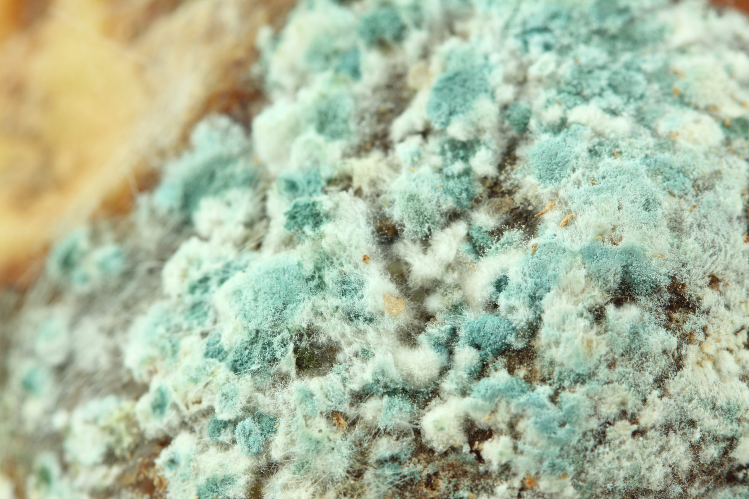 Close-up of fuzzy green mold.
